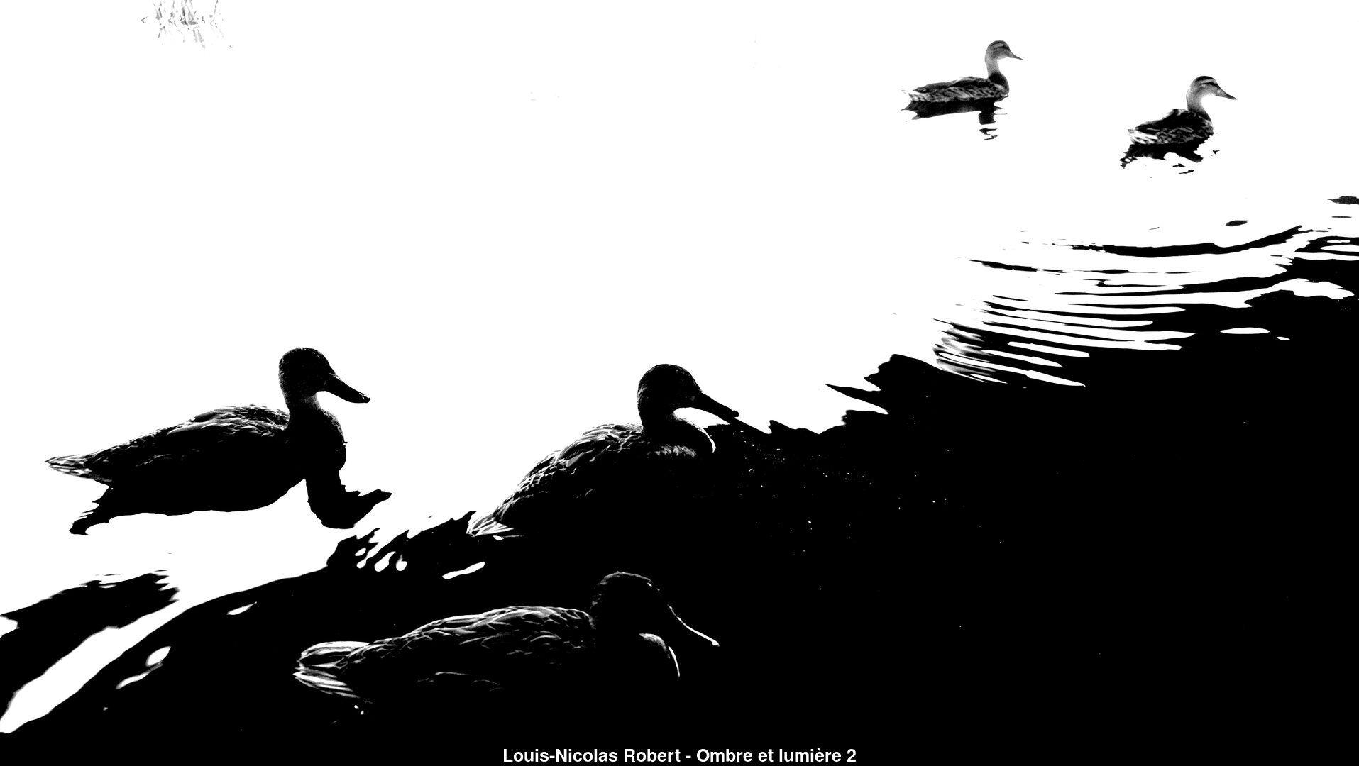 (C) Auteur de la photographie - Respectez le droit d'auteur