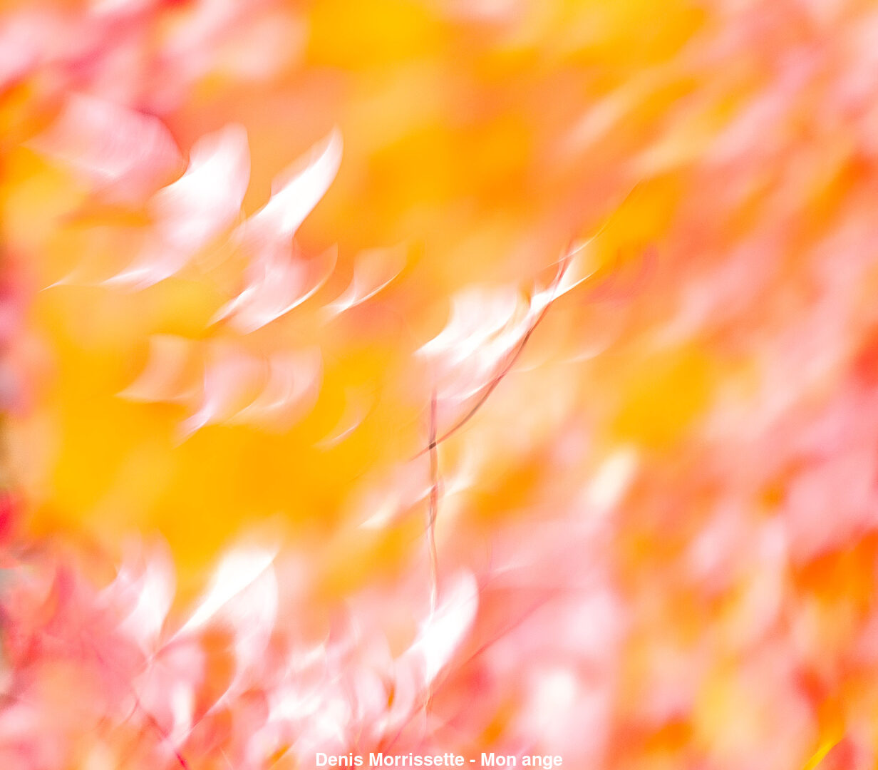 (C) Auteur de la photographie - Respectez le droit d'auteur