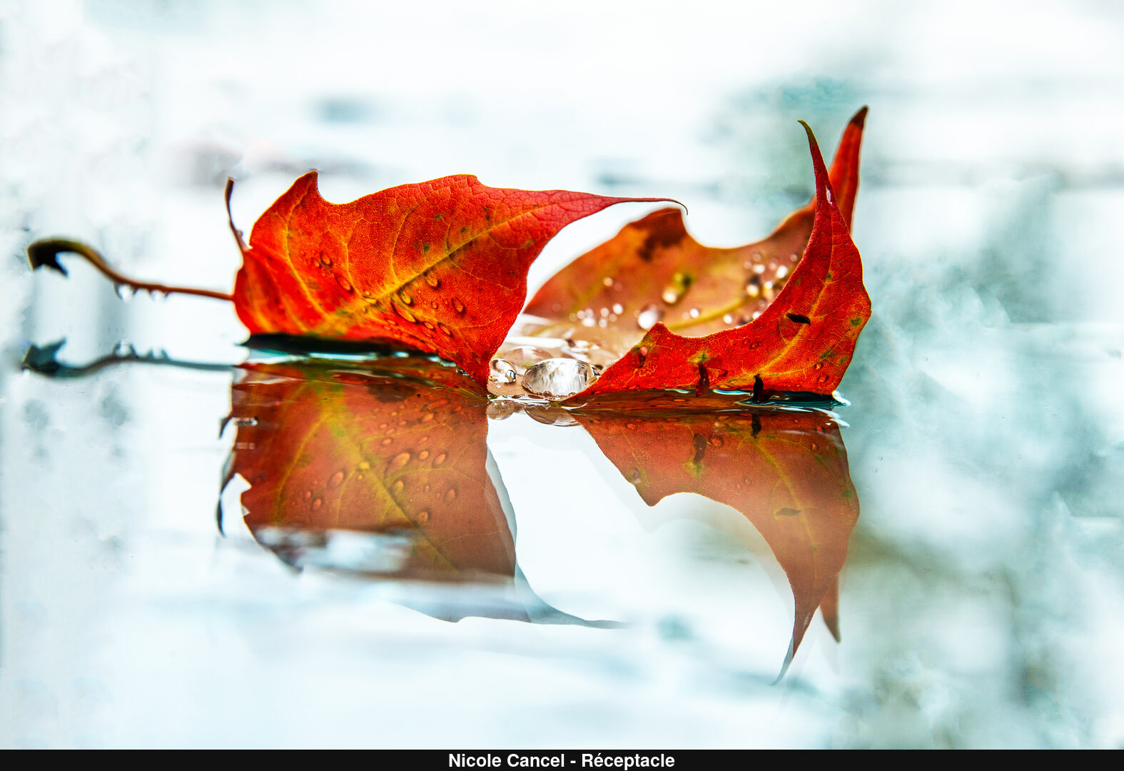 (C) Auteur de la photographie - Respectez le droit d'auteur