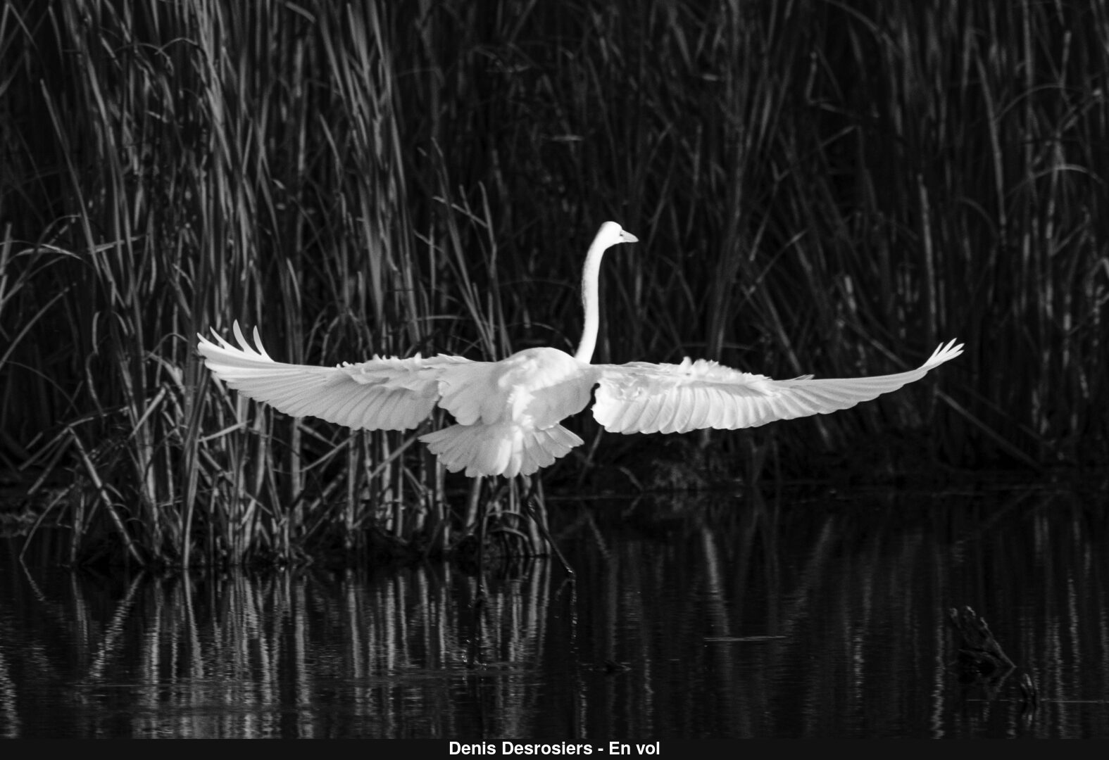 (C) Auteur de la photographie - Respectez le droit d'auteur