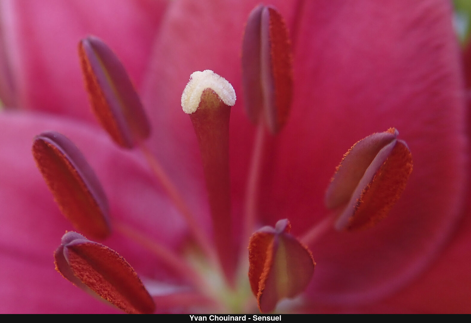 (C) Auteur de la photographie - Respectez le droit d'auteur